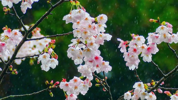 宮崎青島,母智丘,桷志田,櫻島,渡輪3027904