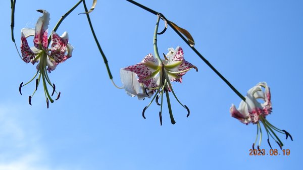 獵狸尖日出霞光雲海&開眼崙雲霧飄渺+超大觀音圈 #艷紅鹿子百合2254295