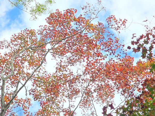 馬那邦山之雲海／雲瀑／楓紅／太陽琉璃光2668259