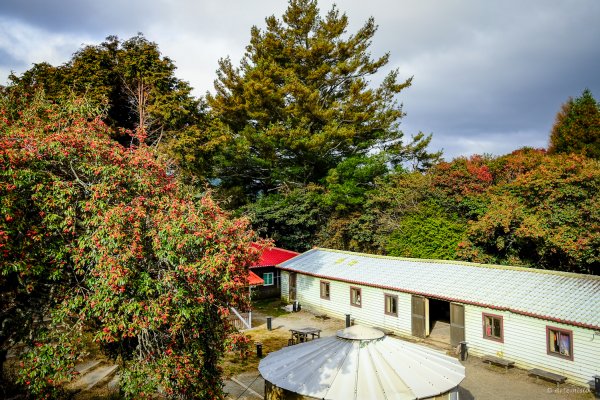 [冬訪大霸聖山岳參行]-大鹿林道東線榆金楓紅與九九山莊精選輯2974683