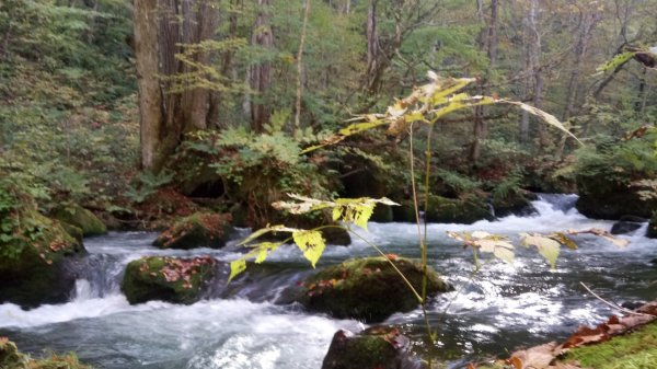 奧入瀨溪健行444369