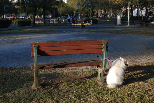 帶銀狐犬去廍子公園散步 2024.1.162404673