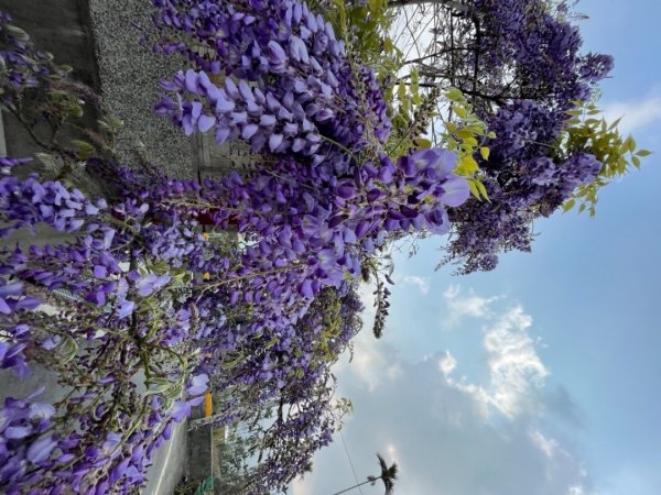 瑞里紫藤花季1310152