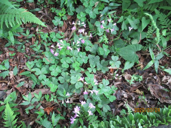 紅淡山步道907477