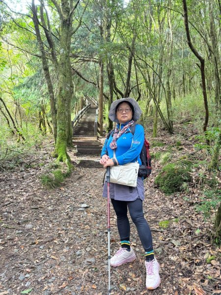 觀霧-檜山巨木群步道2928594