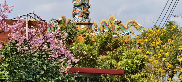 #西龍巖寺 #八里療養院 #黃花風鈴木 #青帶鳳蝶 #虎山 #101大樓  3/133014397