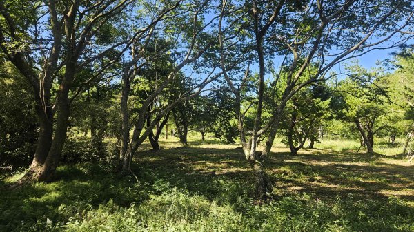 20251003高麗坑山-新高麗坑山-高麗坑山西北峰2903126
