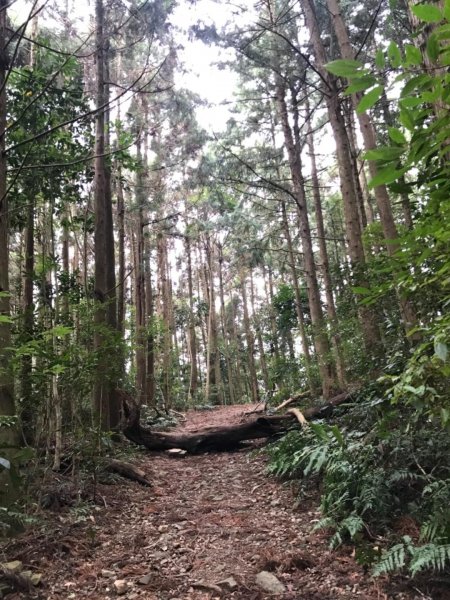 尋訪鳶嘴西稜香杉與桂竹袐境長壽山大崠山545966