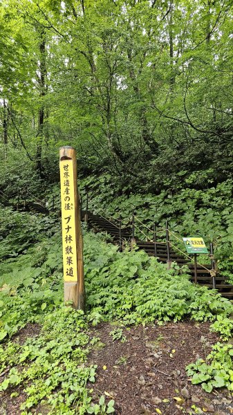 240814-白神山地世界自然遺產地域。美美兔不能錯過的日本東北健行路線。2603895