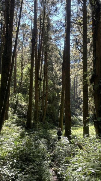 20251005小百岳金柑樹山2906979