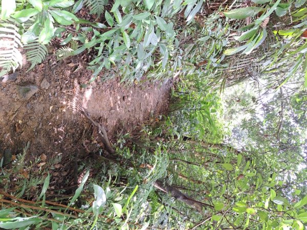 淡蘭南路第一段，第二段：捷運六張犁至烏塗溪步道3105047