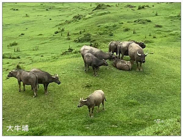 灣坑頭山(小百岳)內寮線、大溪線、草嶺線連走2529366
