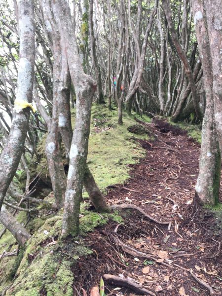 山神獸現身加里山129586