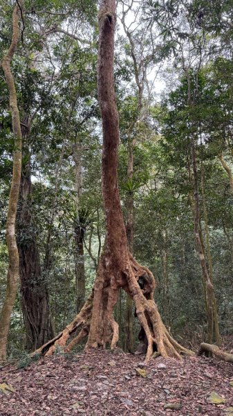 六龜警備道/茂林段/網子山～鳴海山2708203