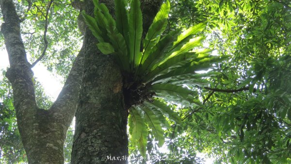 《苗栗》古道柳杉｜雲洞宮鳴鳳古道南長城步道登三湖山202505022777111