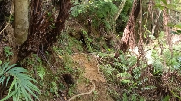 坪林區仁里坂山-火炎山未竟跟聯合艦隊除草去3125110