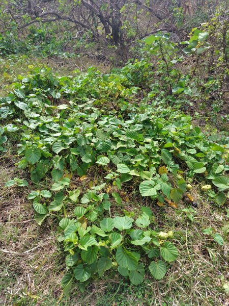 恆春大縱走連走白沙彌山出呆風草原2991464