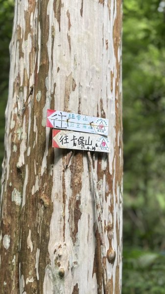 20250629三峽雲森瀑布2837784