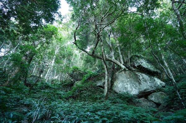 新竹 五峰 油羅山2654137