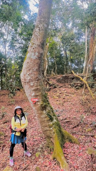 六龜警備道茂林段：網子山-網子山東北峰-鳴海下山-鳴海山(小百岳#71)2981491