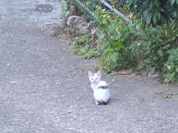 石牛山（小百岳）2909971