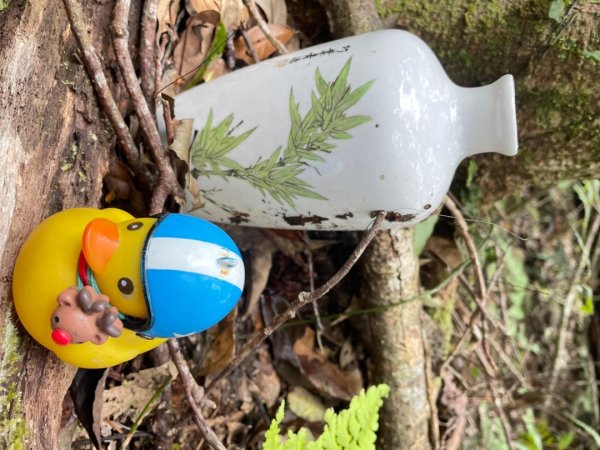 山車廣山.福巴越嶺O-神木群-水晶蘭-根結蘭2756248