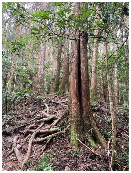 油羅山O型一圈(避暑杉林)2564887