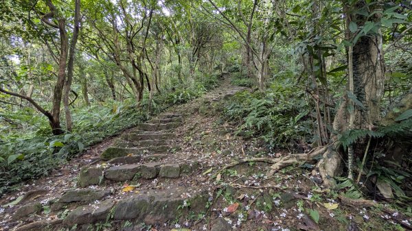 115.05.01天上山-桐花公園之旅3052122