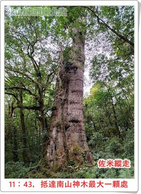 【佐米縱走】【佐得寒山】【米羅山】探訪南山村神木群  有點阿凡達奇樹之旅