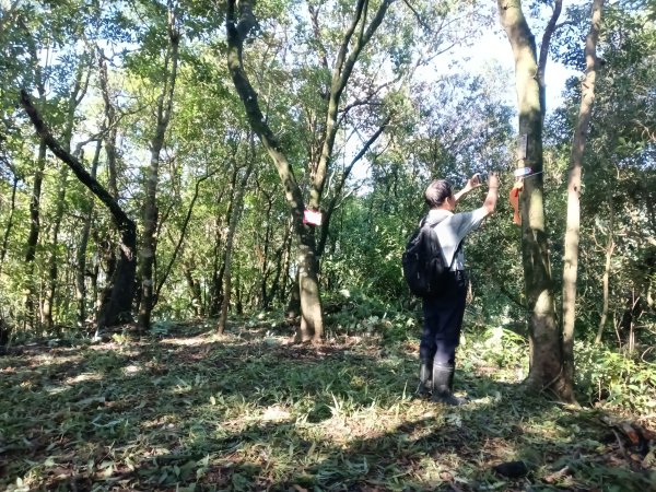 雙溪區雙坪一號橋+盤山坑山+土地公山+474峰+石硿子越嶺古道O型2936400