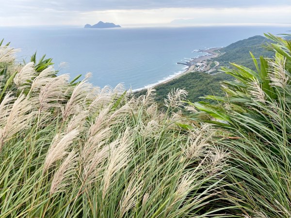 草嶺古道賞芒趣    2021/11/151518406