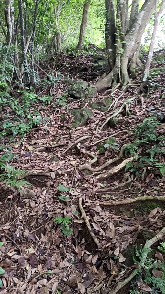 20250531 新竹關西 赤柯山及東獅頭山 O型2801093