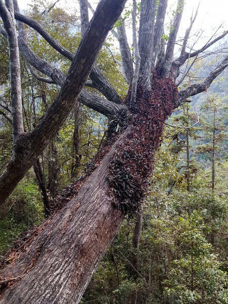 八仙山1835899