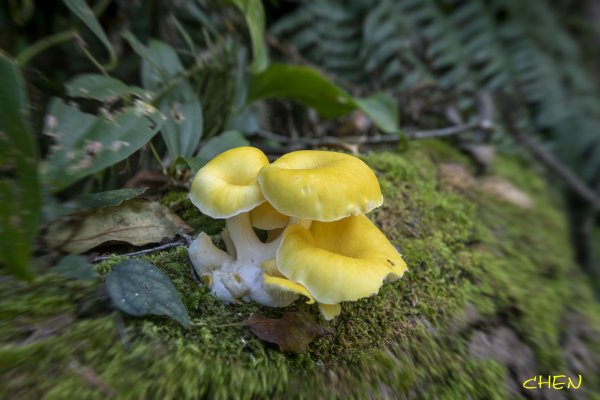 大小劍-油婆蘭全紀錄2674206