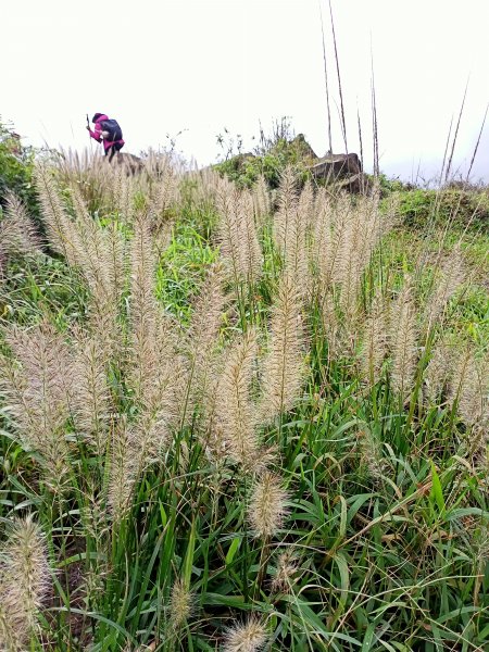 【新北-臺灣百大必訪步道】灣坑頭山→福德山→桃源谷草嶺線→大溪線→蕃薯寮山→大溪火車站1524576