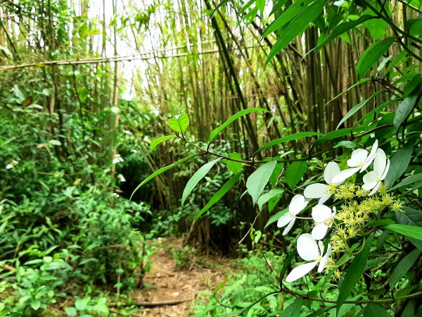 走遍陽明山：擎天崗系｜竹林小徑，遇見清幽潺潺溪流2096490