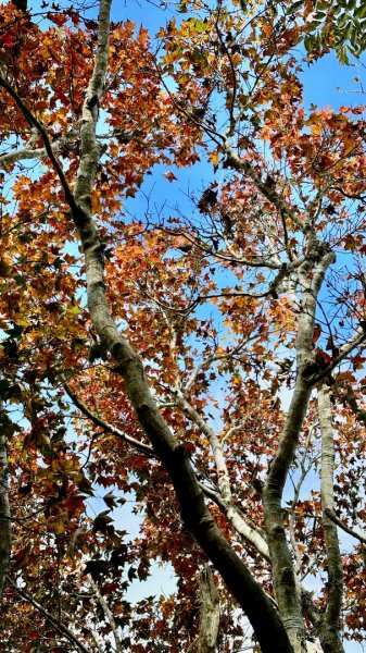 馬那邦山O走2370114