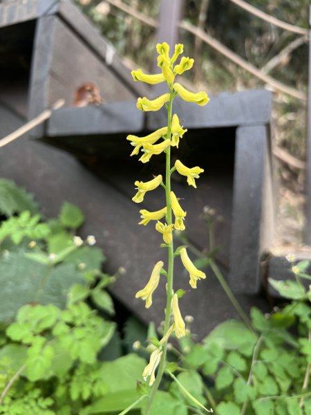 雪山坑環線步道3023308