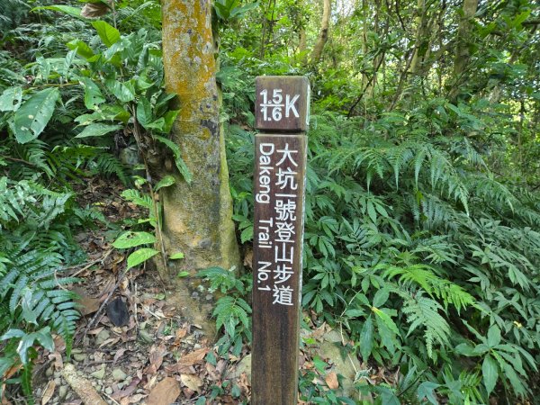 大坑一號、大坑五號（小百岳）2656494