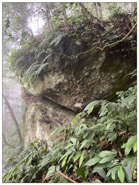 油羅山O型一圈(避暑杉林)2564880