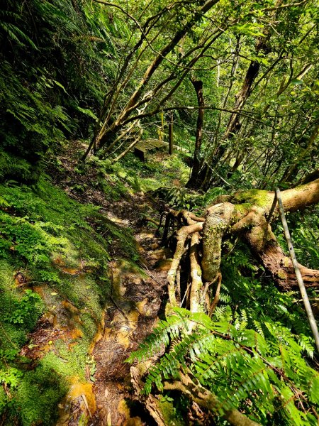 (五分山系)菁桐煤礦-2025微笑山線大縱走尋寶集章任務2855320