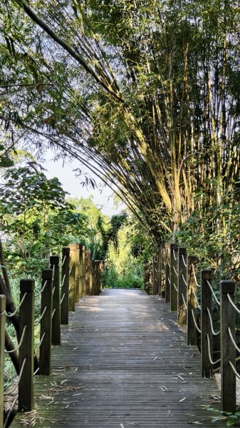 【台灣健行】台中大坑 5-1、5 頭嵙山2879632