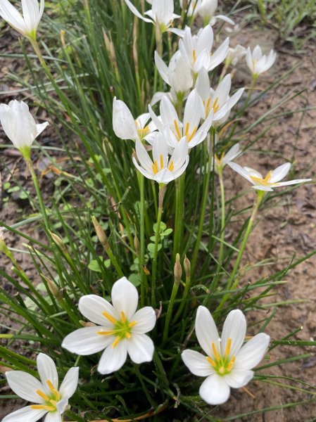 【天上山系】烘爐地土地公段2848193