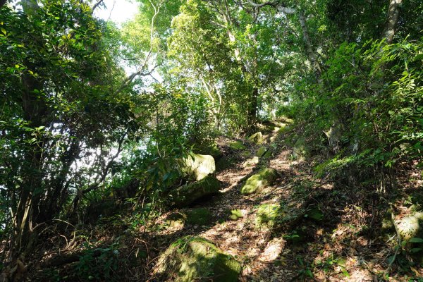 桃園 復興 枕頭山、阿姆坪山2794105