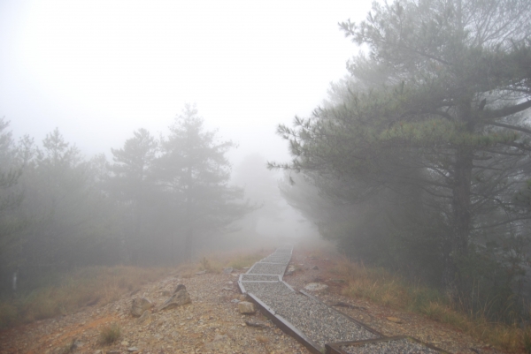 【春夏之際】大雪山神木,天池與帝雉19279
