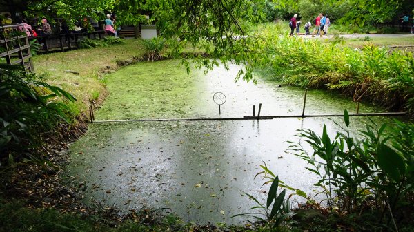 關渡自然鳥公園2322957