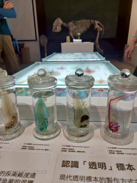 雨天備案💙 台灣博物館的古生代館-台大動植物館免費參觀-北投♨️季2808837