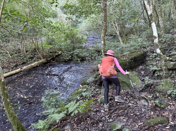 山毛櫸掉光光的 卡保逐鹿O繞 202511152937452