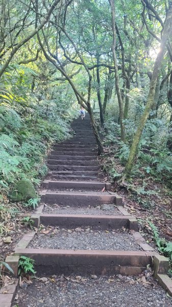 2026-0213 苗圃-凱達格蘭山-七星錐-七星山南峰-小油坑-竹子湖-水車寮步道-湖田猴崁步道-3005651