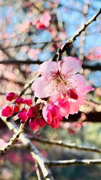 🌈2/16(日)-17(一)福壽山+武陵農場賞櫻🌈🌸FB：熊熊趴爬走 歡迎加入2714879